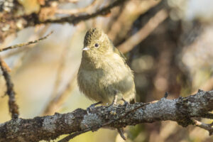 Yellow-browed Tit