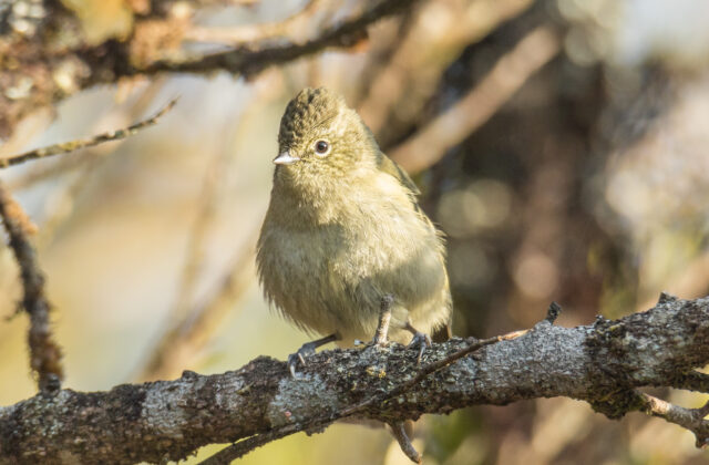 Yellow-browed Tit