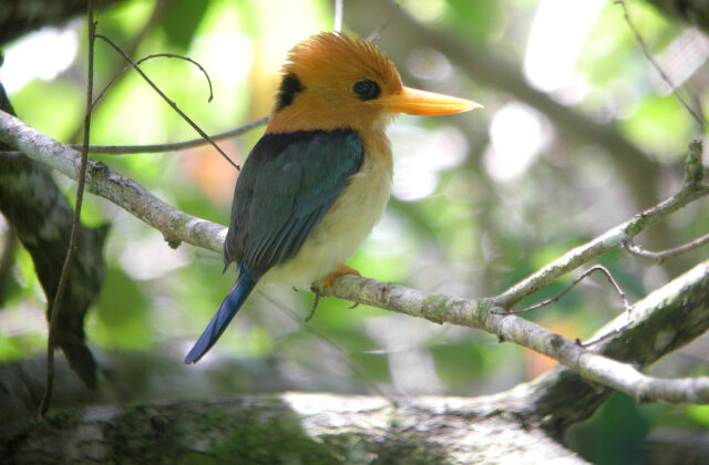 Yellow-billed Kingfisher