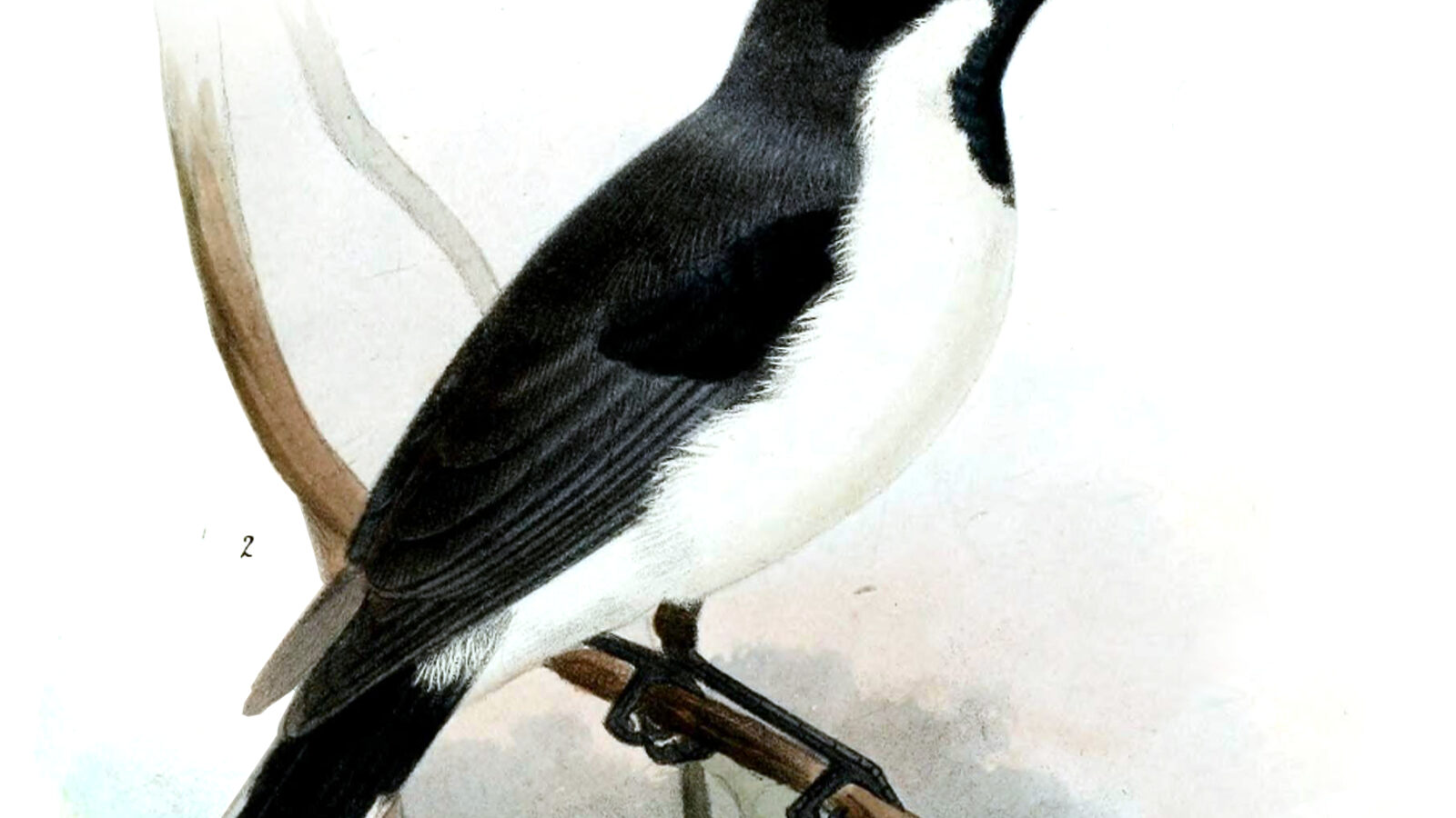 Banda Sea Monarch