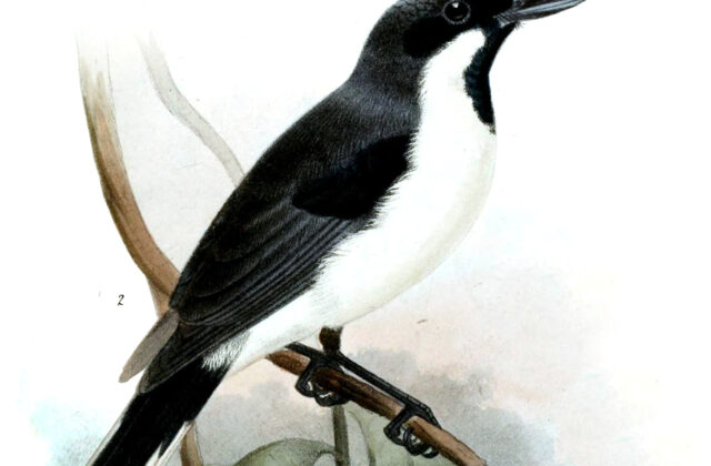 Banda Sea Monarch