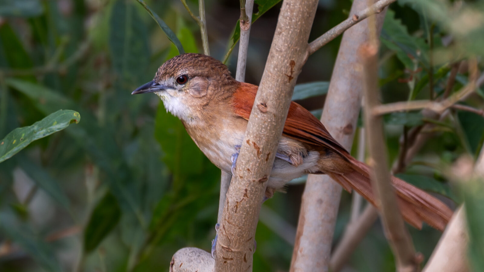 Araguaia Spinetail