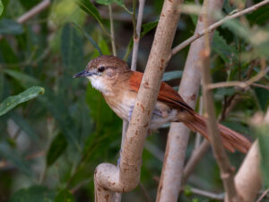 Araguaia Spinetail