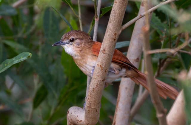Araguaia Spinetail