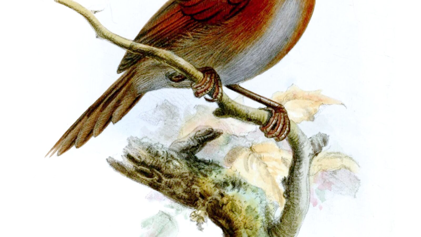 Rufous-breasted Spinetail
