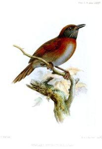 Rufous-breasted Spinetail