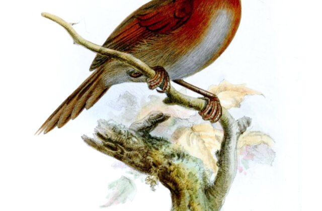 Rufous-breasted Spinetail