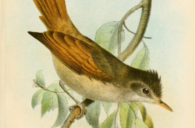 Crested Spinetail