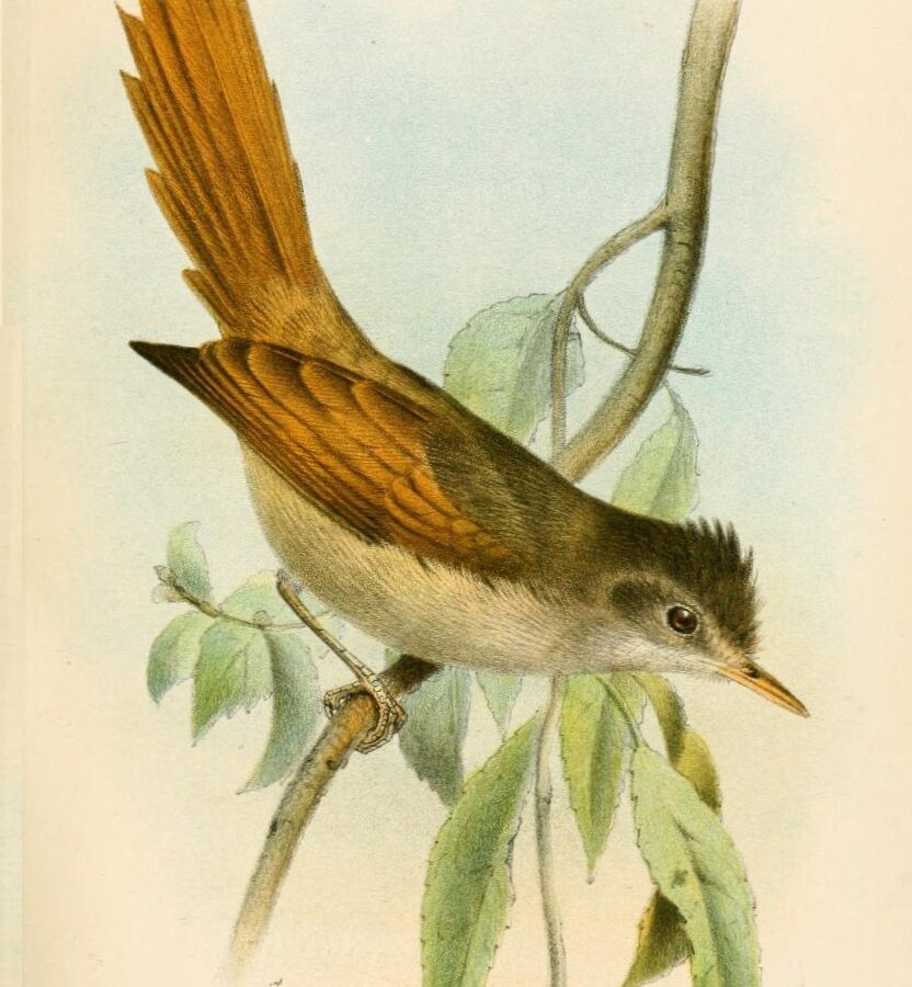 Crested Spinetail
