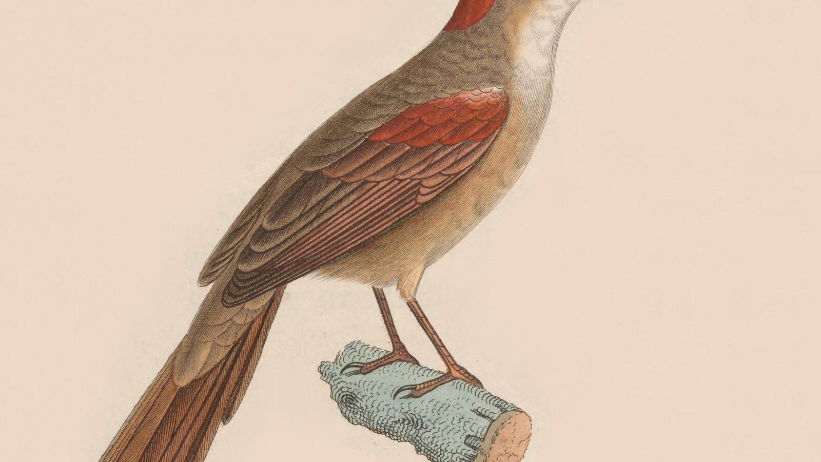 Pale-breasted Spinetail