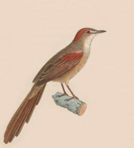 Pale-breasted Spinetail