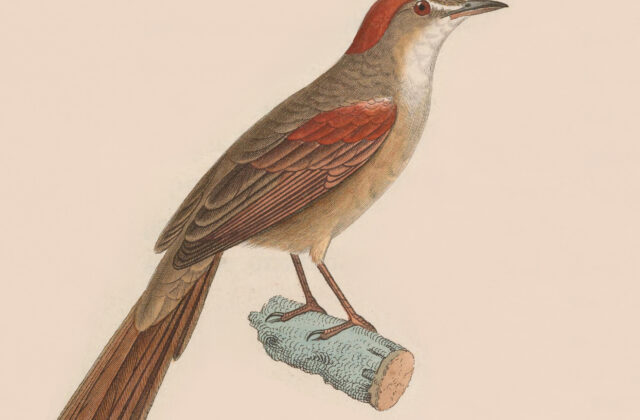 Pale-breasted Spinetail