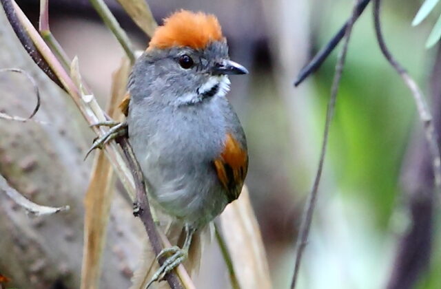 Dark-breasted Spinetail