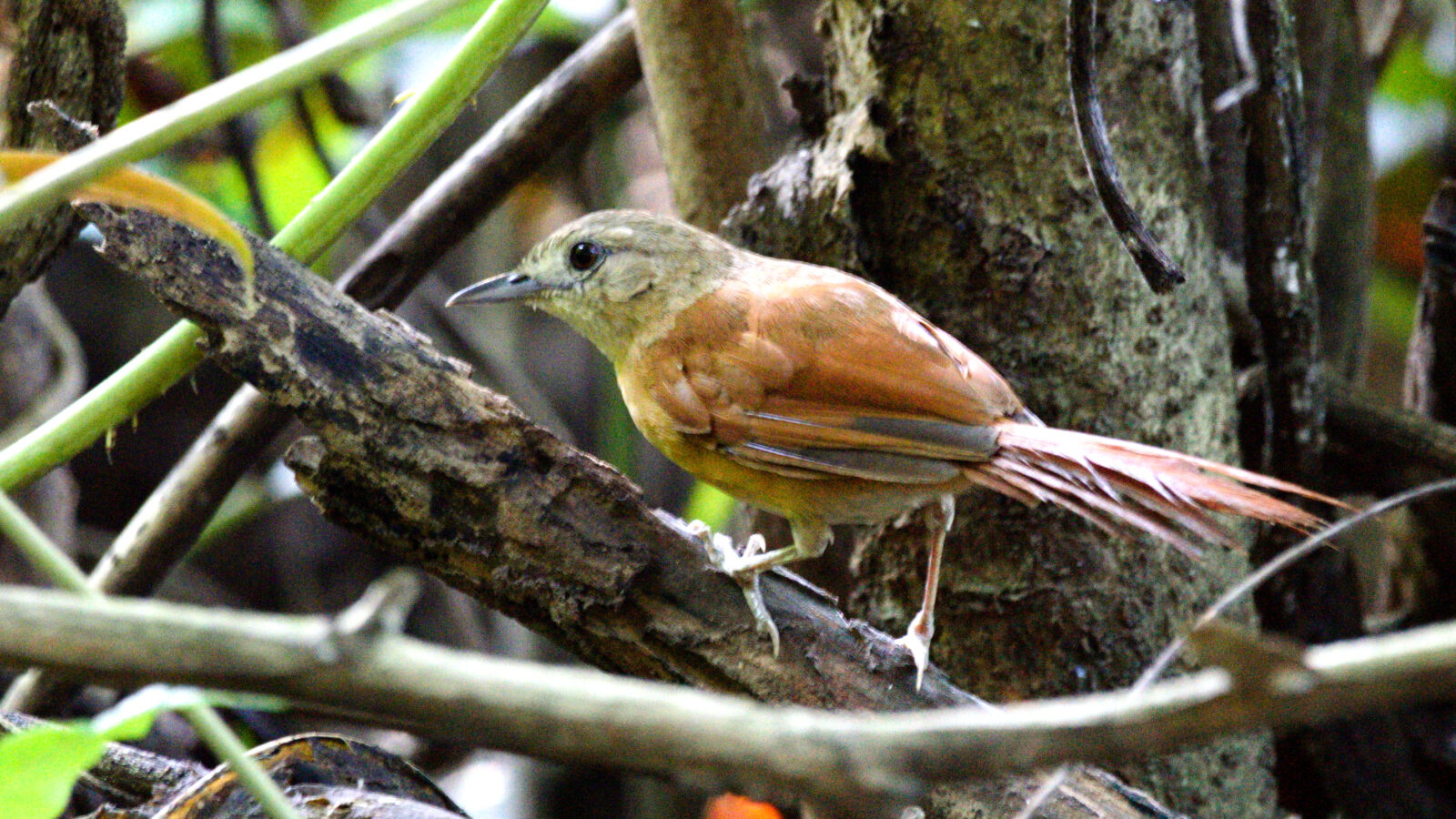 White-lored Spinetail
