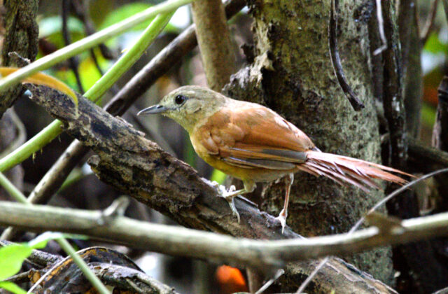 White-lored Spinetail