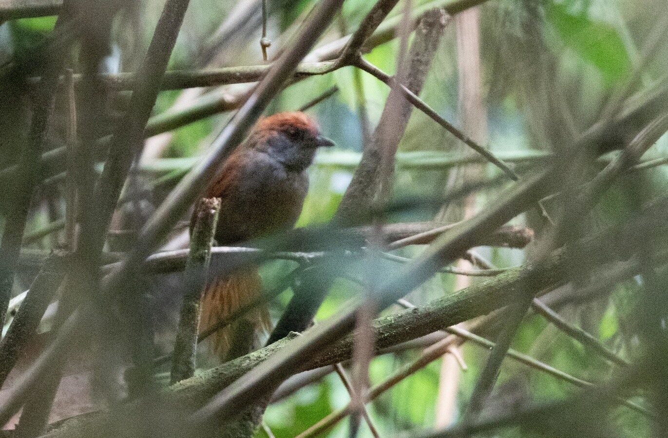 Cabanis’s Spinetail
