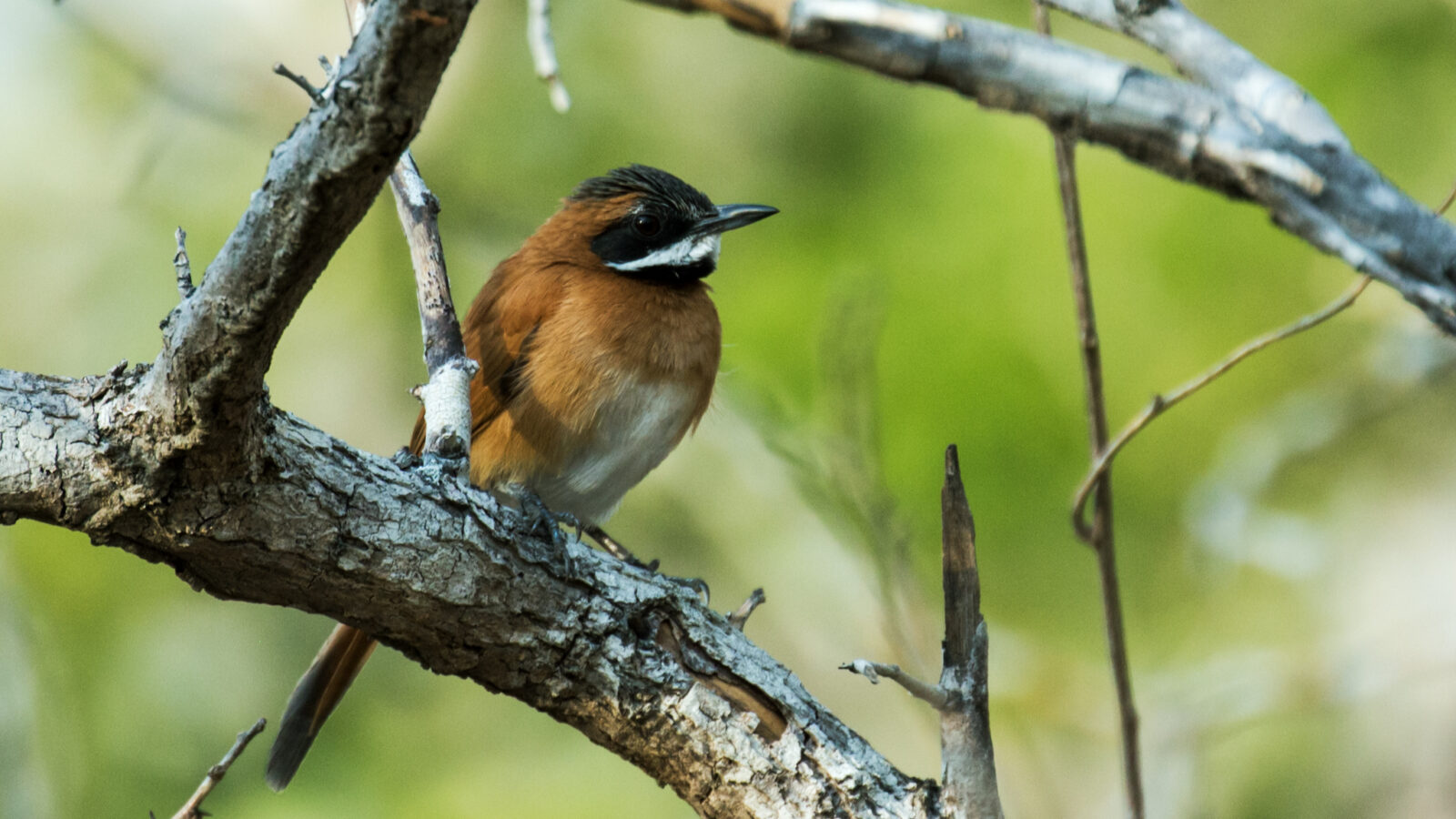 White-whiskered Spinetail