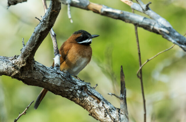 White-whiskered Spinetail