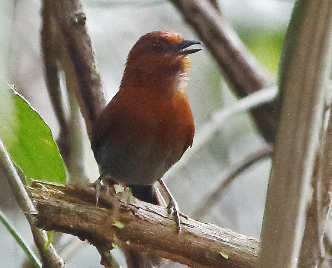 Chestnut-throated Spinetail