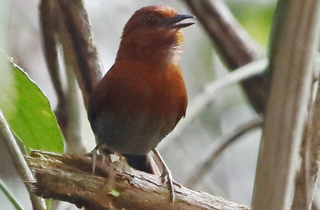 Chestnut-throated Spinetail