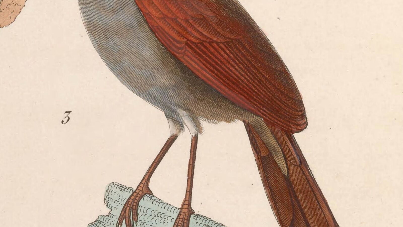Grey-bellied Spinetail