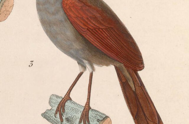 Grey-bellied Spinetail