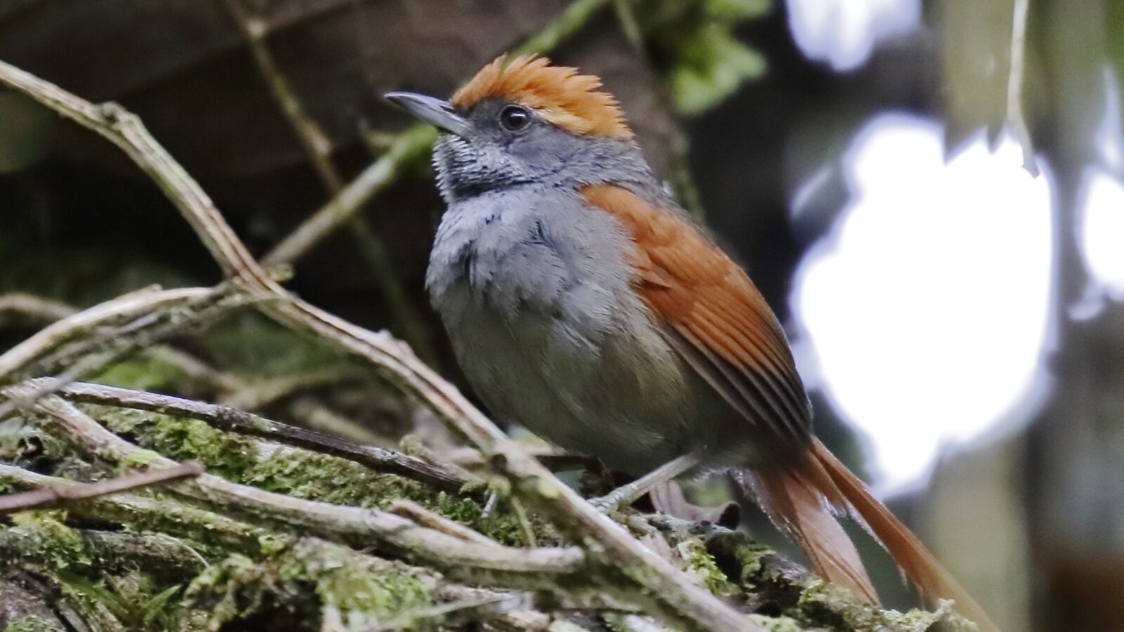 Bahia Spinetail