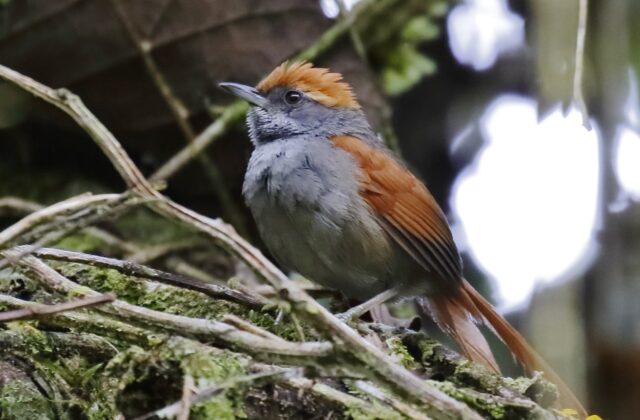 Bahia Spinetail