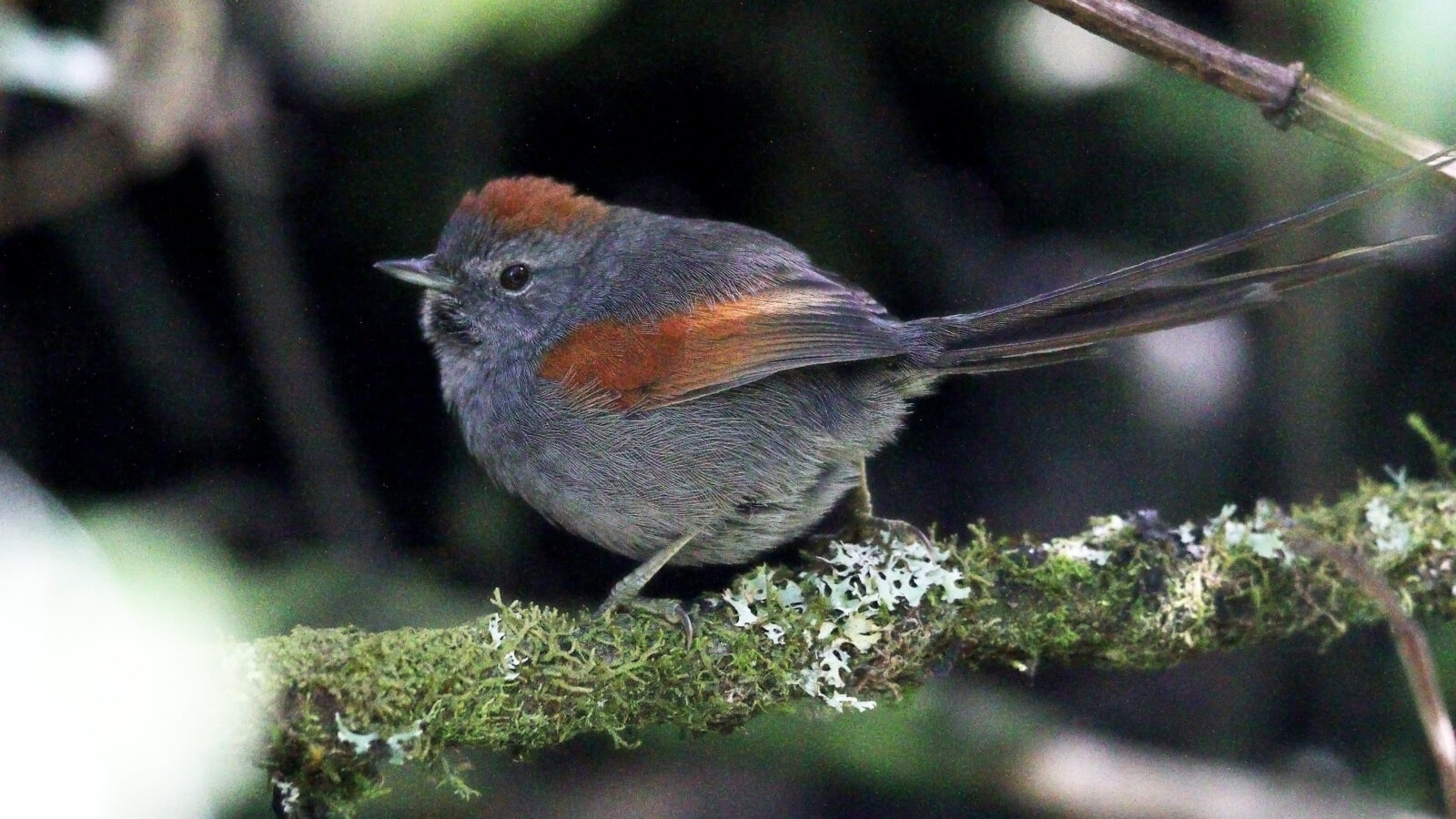 Apurimac Spinetail