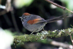 Apurimac Spinetail