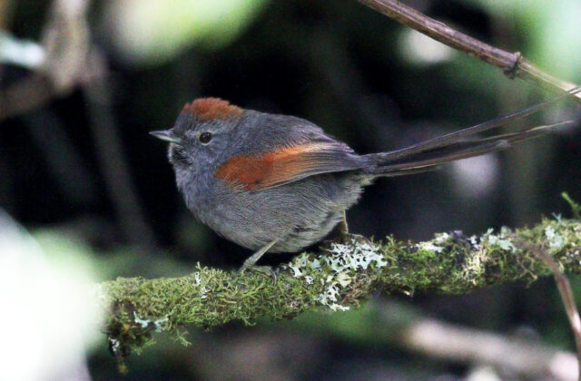 Apurimac Spinetail