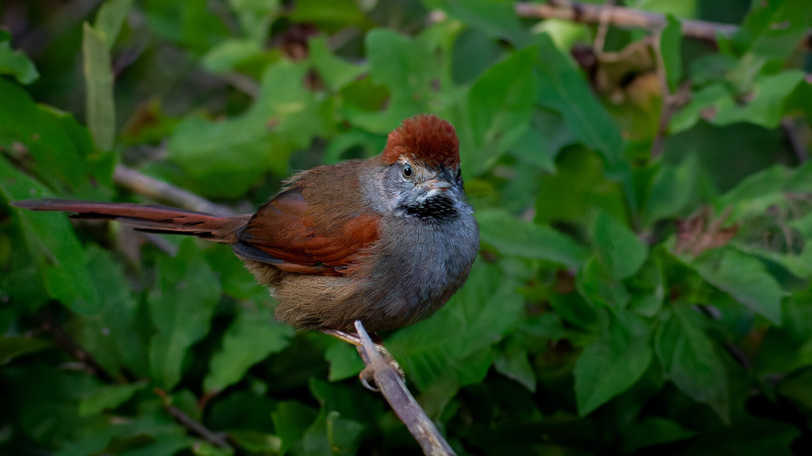 Sooty-fronted Spinetail