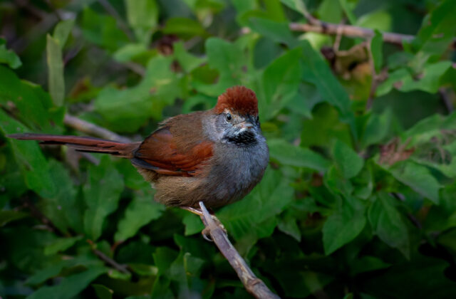 Sooty-fronted Spinetail