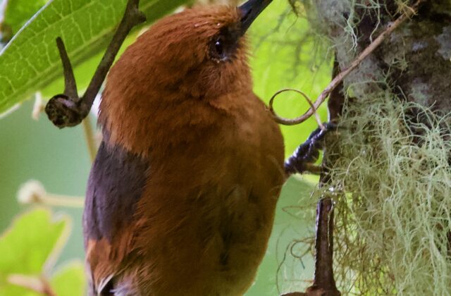 Rusty-headed Spinetail