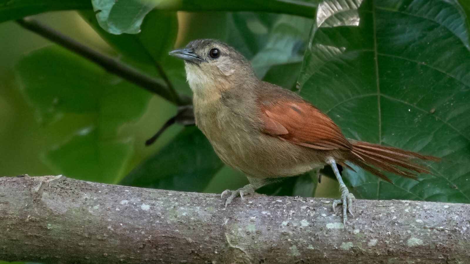 Plain-crowned Spinetail