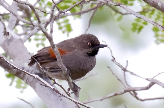Red-shouldered Spinetail