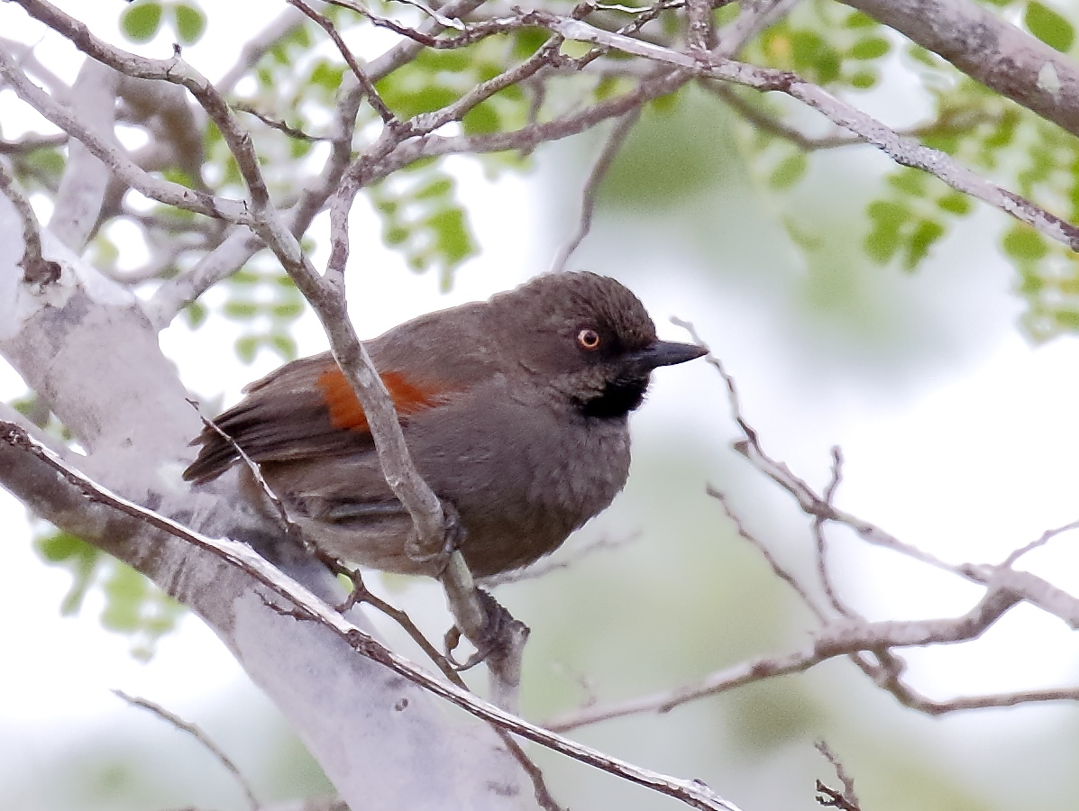 Red-shouldered Spinetail