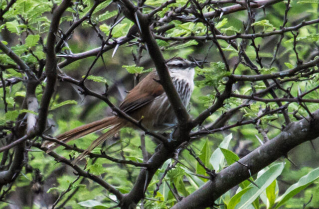 Great Spinetail