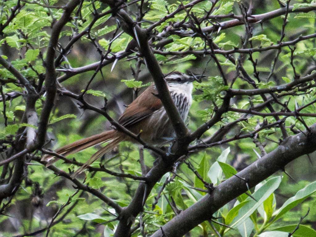 Great Spinetail