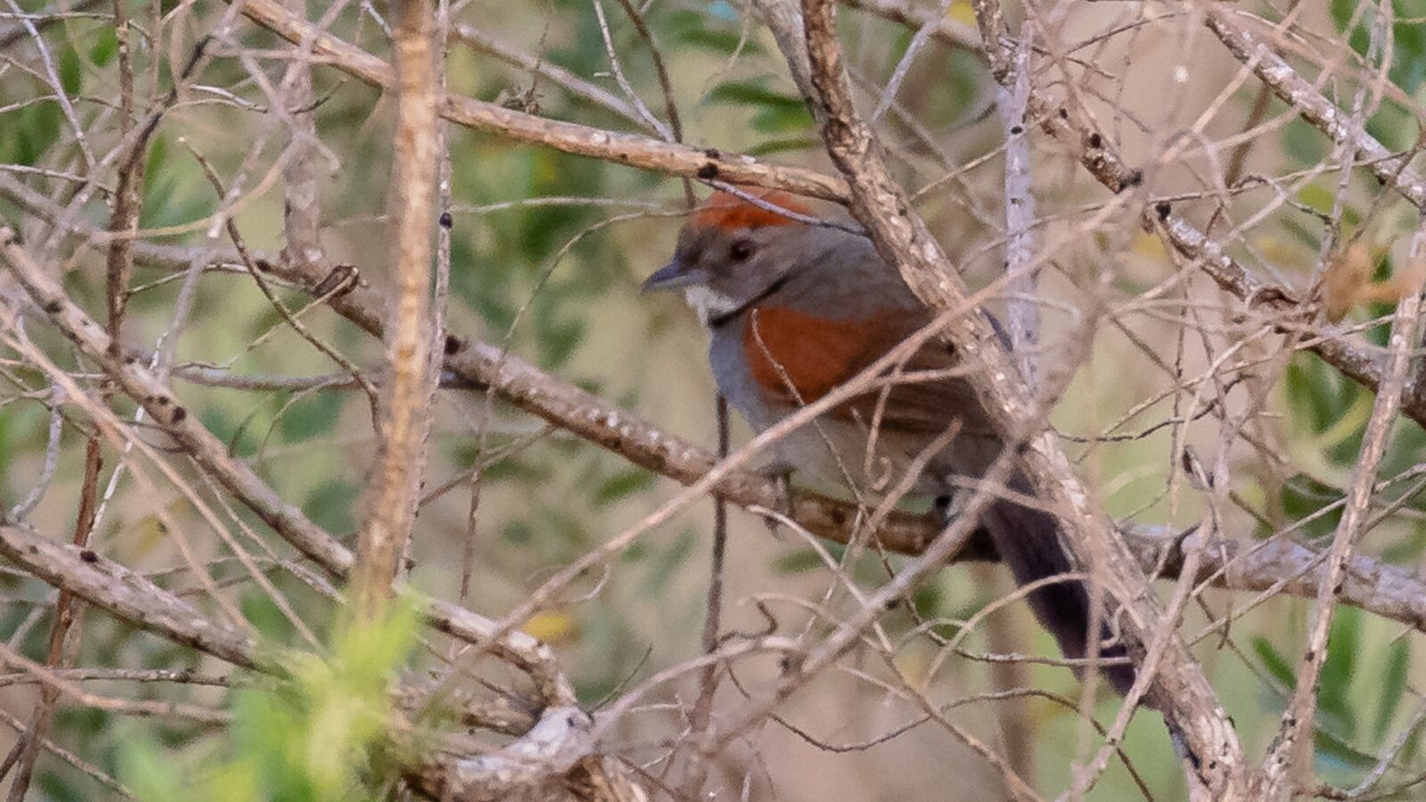 Cinereous-breasted Spinetail