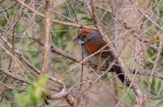 Cinereous-breasted Spinetail