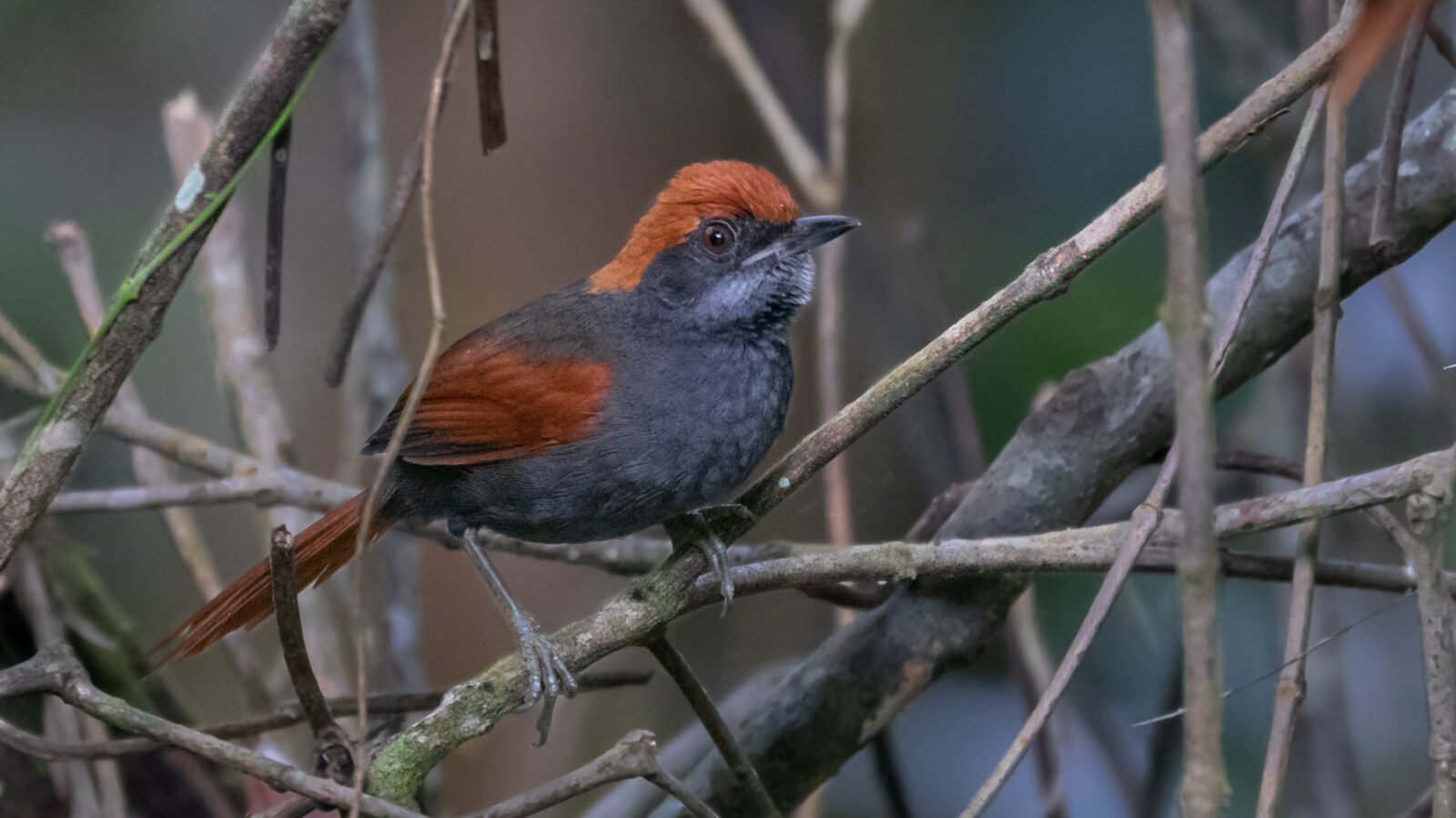 Pinto’s Spinetail