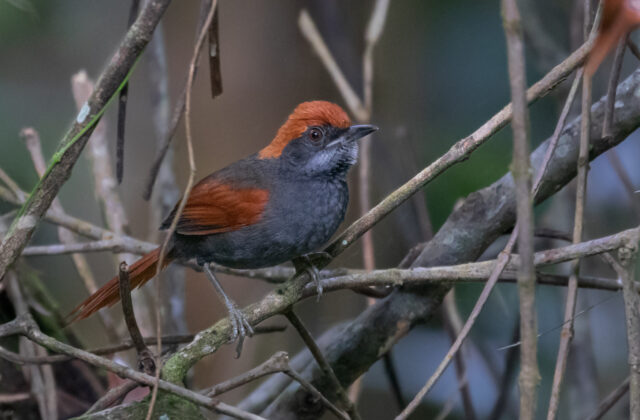 Pinto’s Spinetail