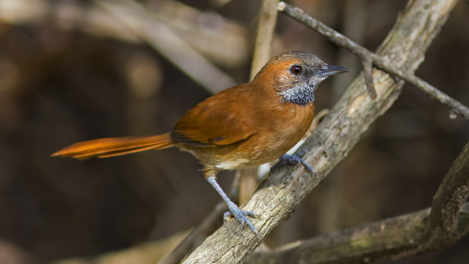Hoary-throated Spinetail
