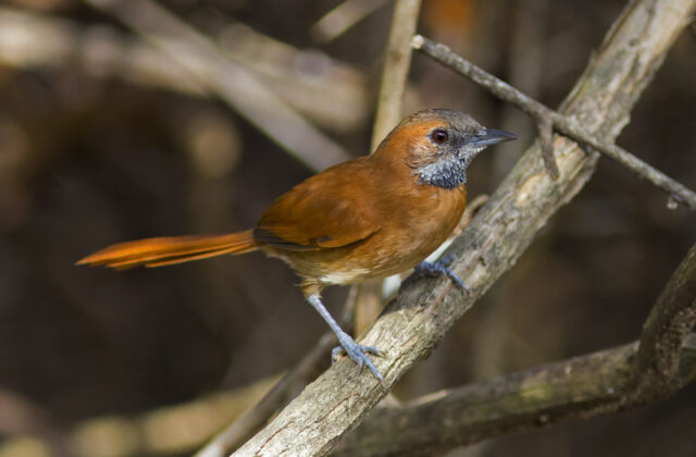 Hoary-throated Spinetail