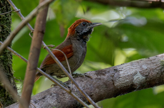 McConnell’s Spinetail