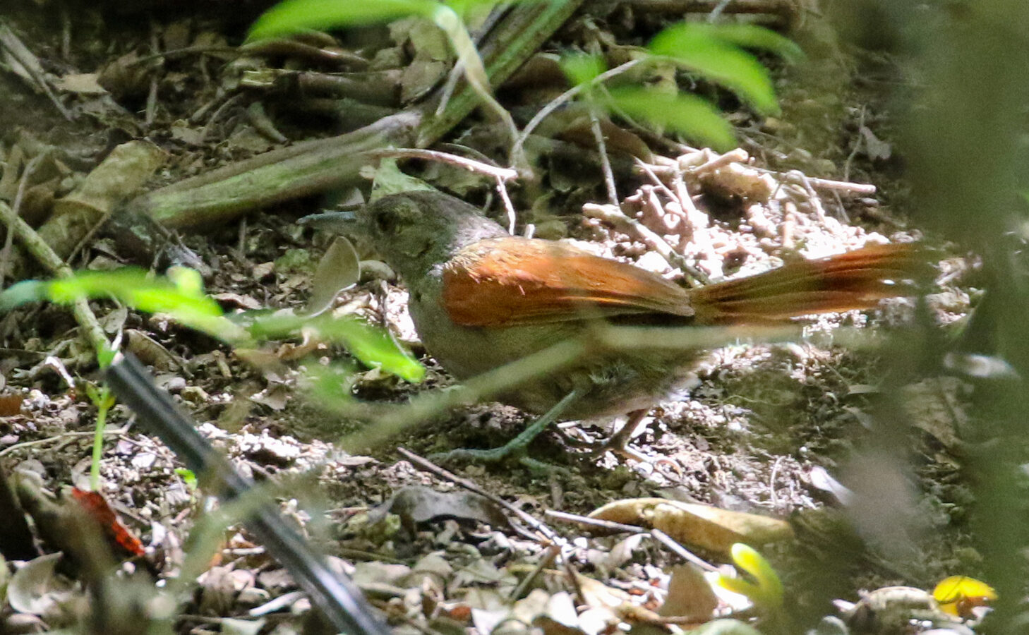 Maranon Spinetail