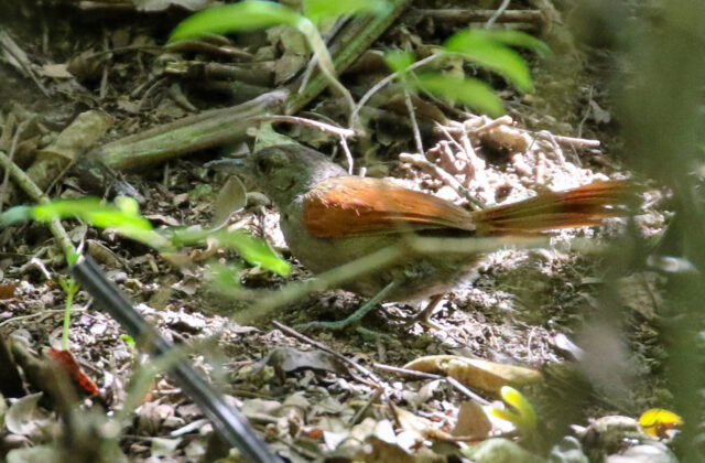 Maranon Spinetail