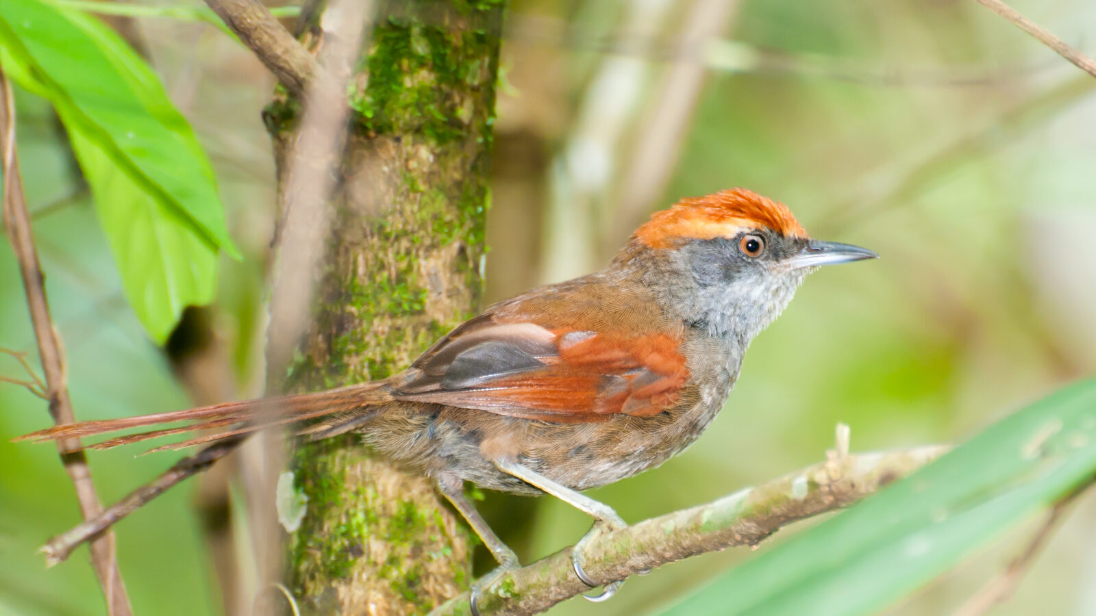 Rufous-capped Spinetail