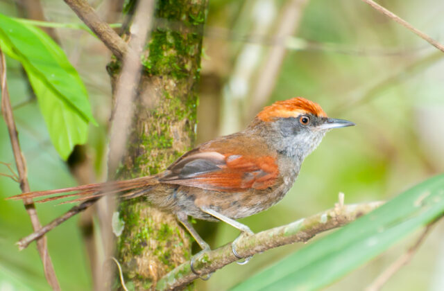 Rufous-capped Spinetail